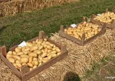 Moderne Kartoffelsorten auf dem Demofeld.