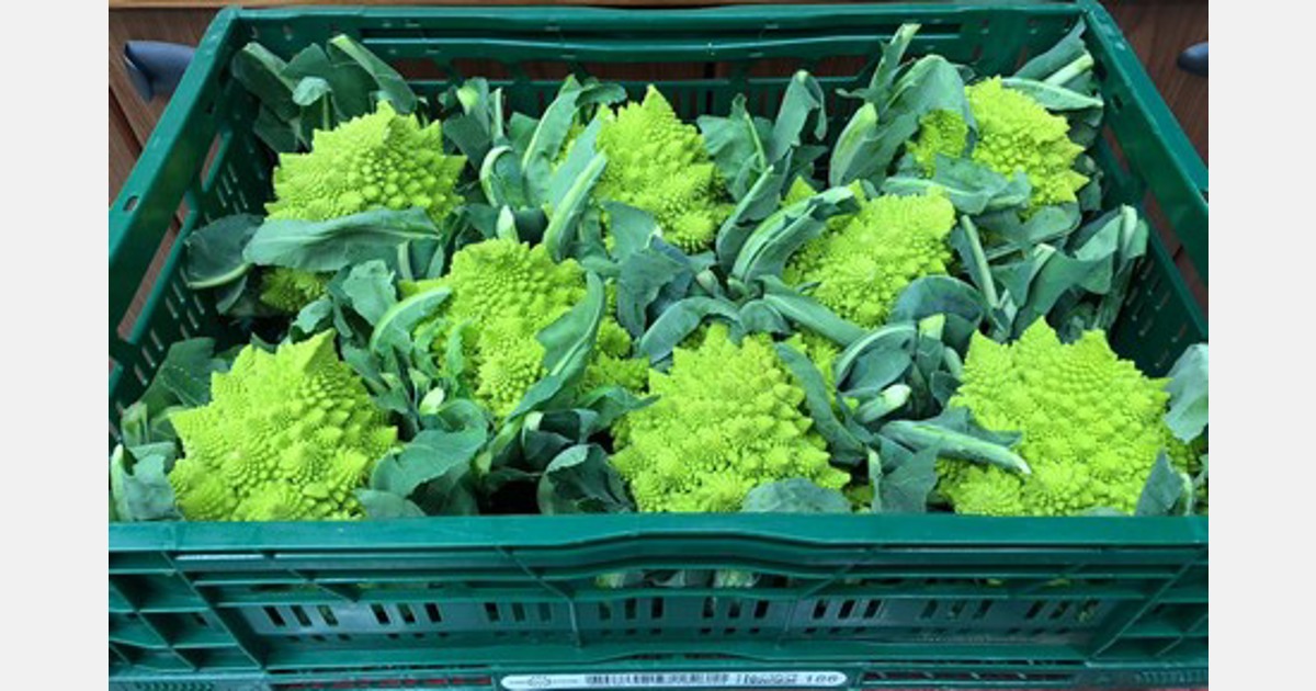 Zufriedenstellende Mengen an Brokkoli im Februar und März